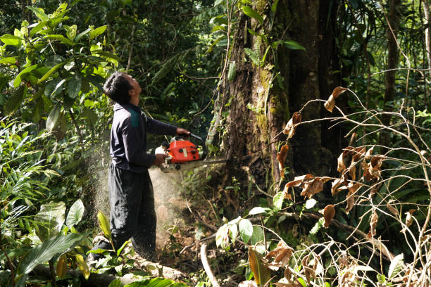 Best Professional Tree Care  in Siler City, NC